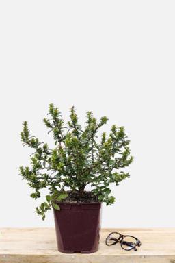 Escallonia 'Apple Blossom' - En pot de 3 litres