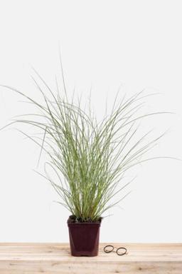 Miscanthus 'Morning light' - En pot de 3 litres