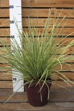 Lomandra 'White Sands' - En pot de 3 litres