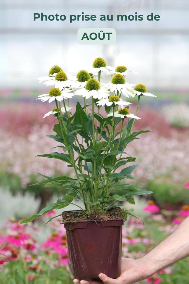 Echinacée 'Kismet White' - En pot de 3 litres