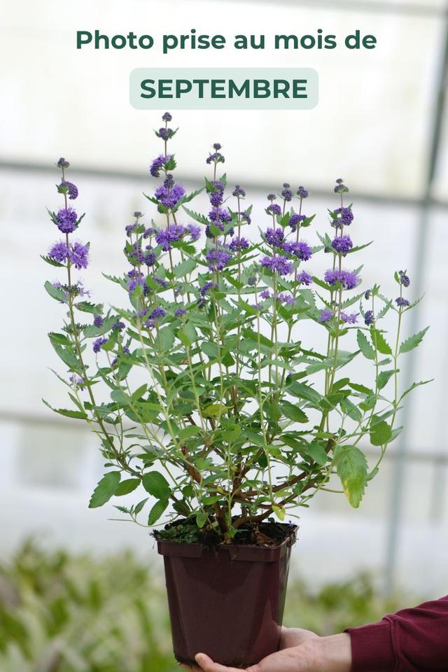 Caryopteris 'Grand bleu ?' - En pot de 3 litres