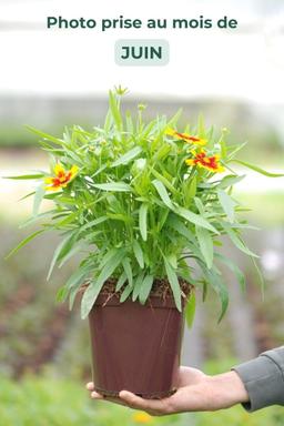 Coreopsis 'Gold & Bronze' - En pot de 3 litres