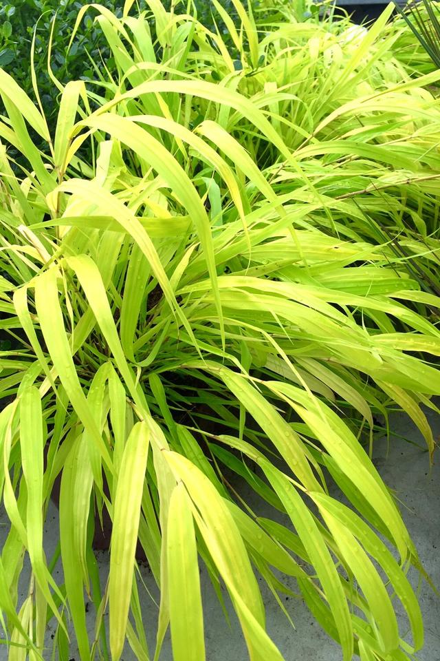 Hakonechloa 'All Gold' - En pot de 3 litres