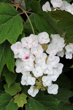 Hortensia quercifolia 'Alice' - En pot de 3 litres