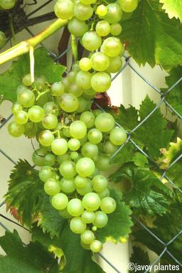 Vigne 'Chasselas Doré' - En pot de 3 litres