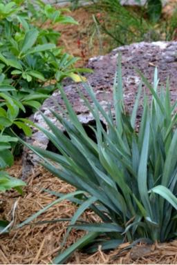 Dianella 'Cassa Blue' - En pot de 3 litres