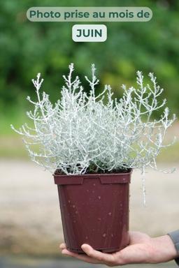 Calocephalus 'Silver Electra' - En pot de 3 litres