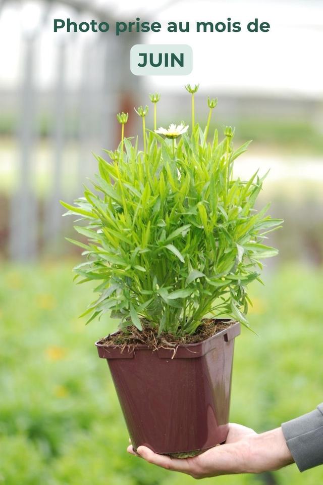 Coreopsis 'Cream' - En pot de 3 litres