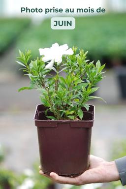 Gardenia 'Celestial Star' - En pot de 3 litres