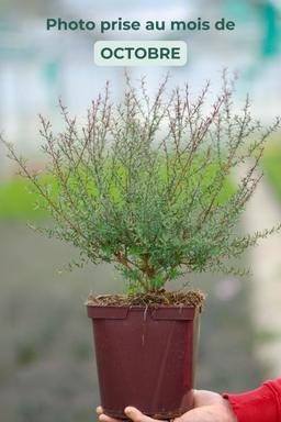 Leptospermum 'Red Damask' - En pot de 3 litres