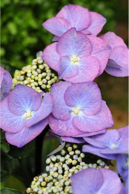 Hortensia 'Zorro ?' - En pot de 3 litres