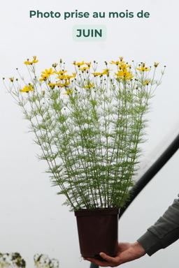 Coreopsis 'Zagreb' - En pot de 3 litres