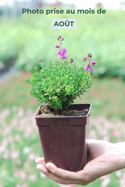 Bruyère d'Irlande 'Vanessa' - En pot de 1 litre