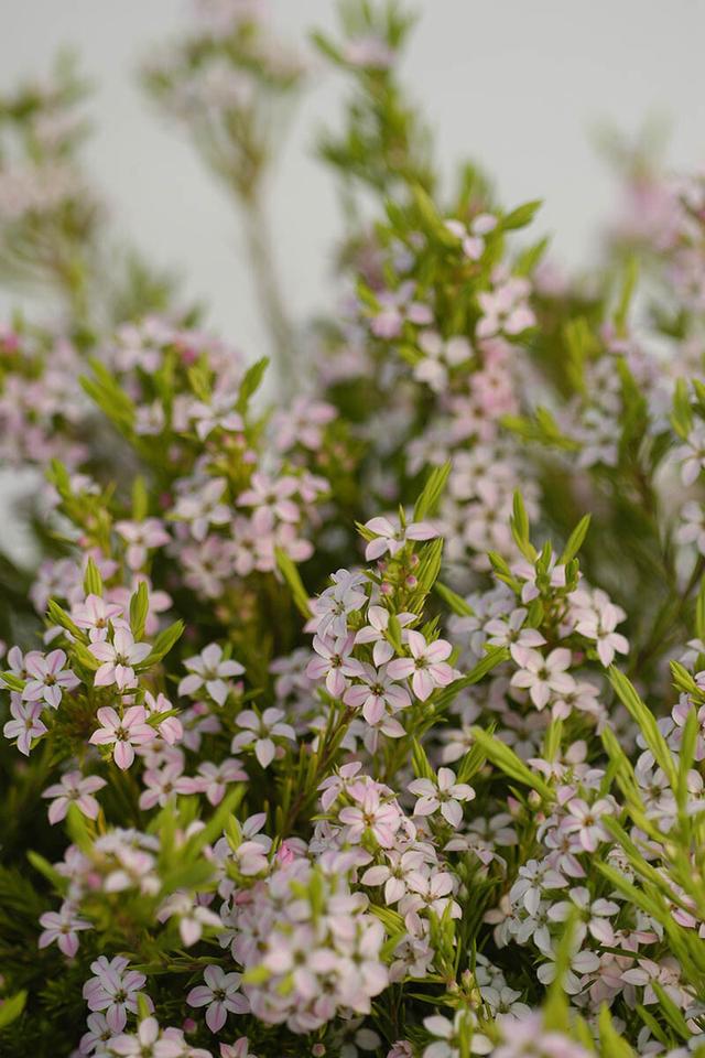 Diosma 'Pulchella' - En pot de 1 litre