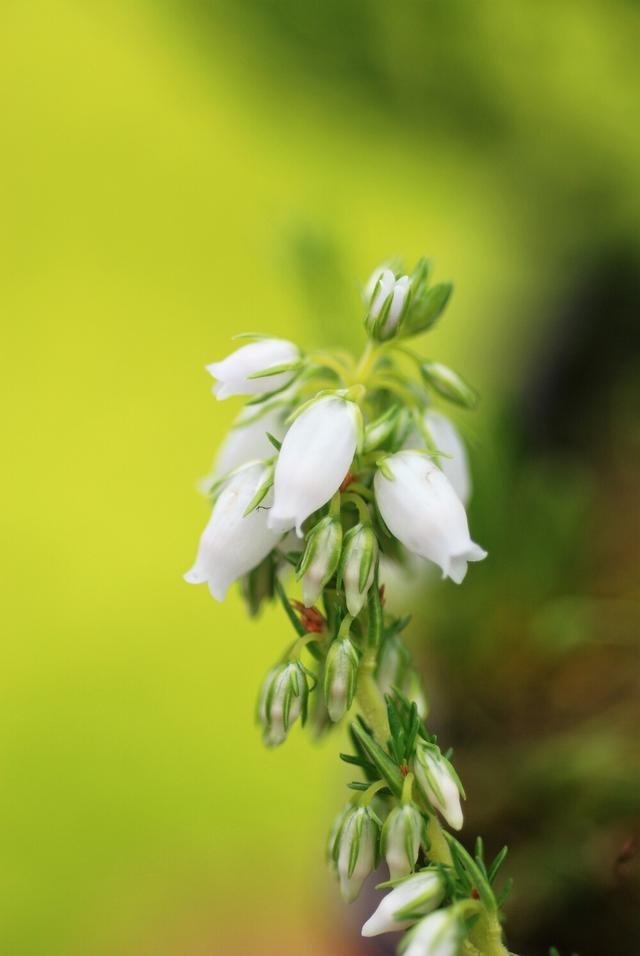 Bruyère cendrée 'Alba Major' - En pot de 1 litre