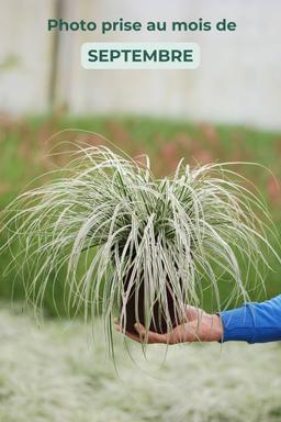 Laîche d'Oshima 'Everest' - En pot de 3 litres