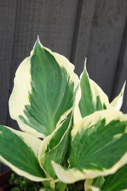 Hosta 'Patriot' - En pot de 3 litres