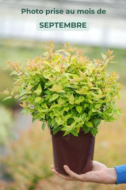 Abelia 'Kaleidoscope ?' - En pot de 3 litres