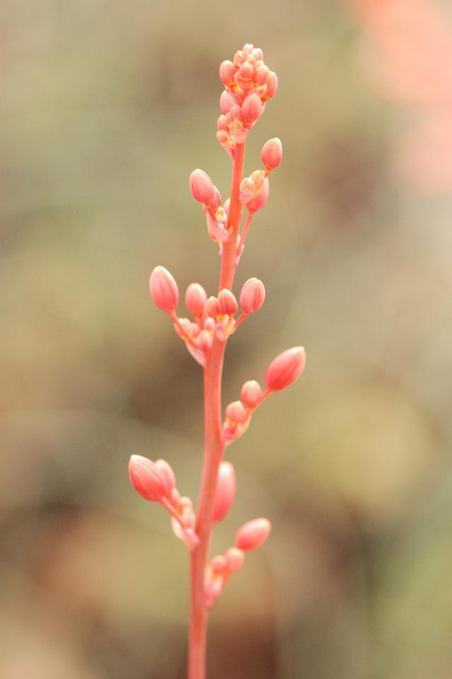 Hesperaloe parviflora - En pot de 3 litres