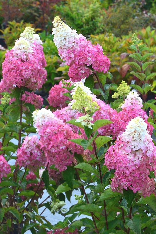 Hortensia 'Fraise Melba ?' - En pot de 3 litres