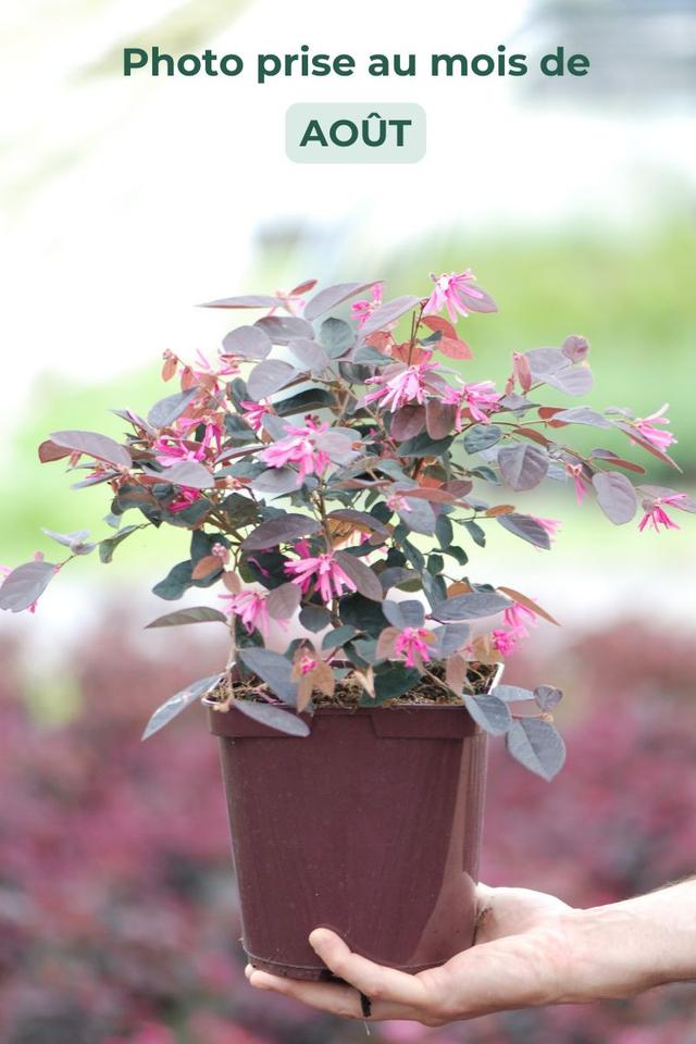 Loropetalum 'Fire Dance' - En pot de 3 litres