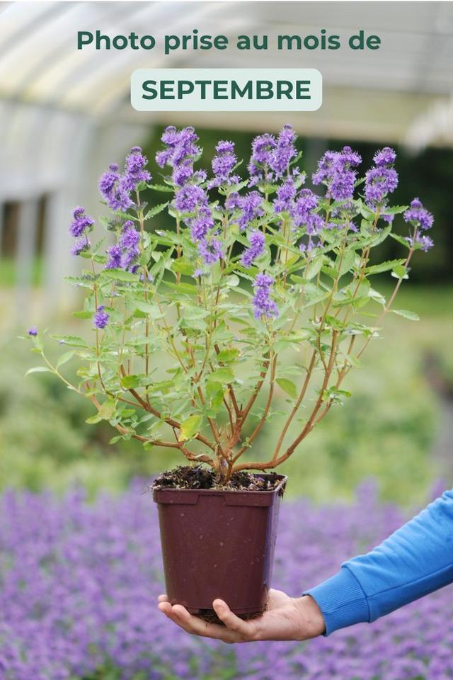 Caryopteris 'Blue Fountain' - En pot de 3 litres