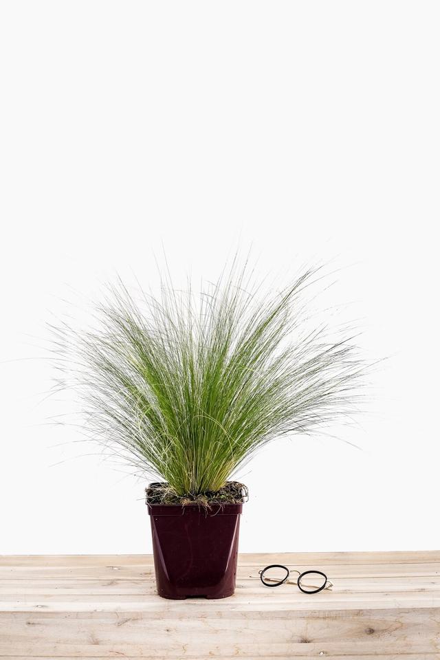 Stipa 'Pony Tails' - En pot de 3 litres