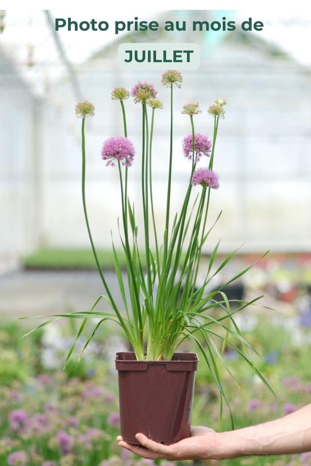 Allium 'Millenium' - En pot de 3 litres