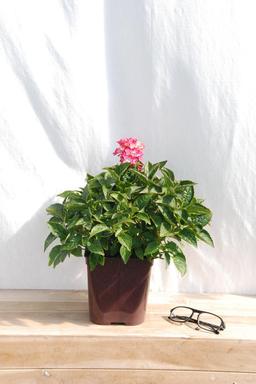 Hortensia nain 'Tovelit' - En pot de 3 litres