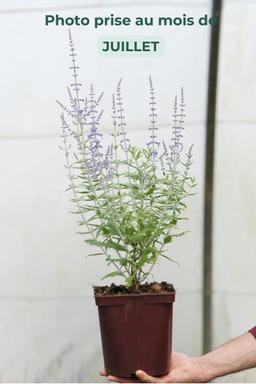 Sauge d'Afghanistan 'Lacey Blue' - En pot de 3 litres