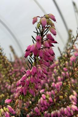 Bruyère d'hiver 'Rubina' - En pot de 1 litre