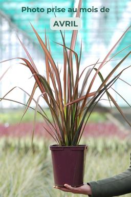 Phormium 'Pink Panther' - En pot de 3 litres