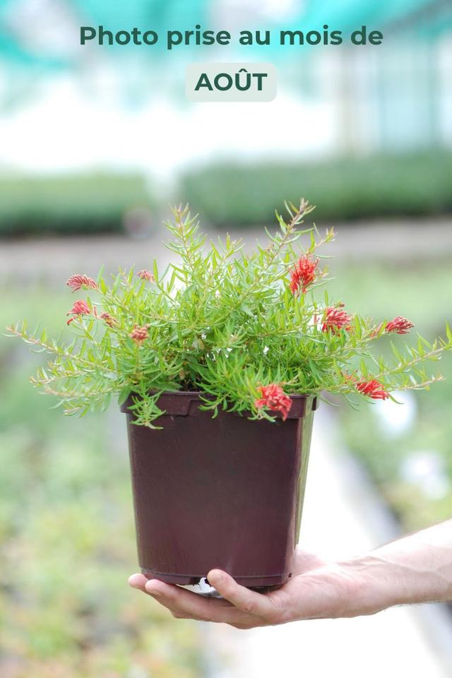 Grevillea 'New Blood' - En pot de 3 litres