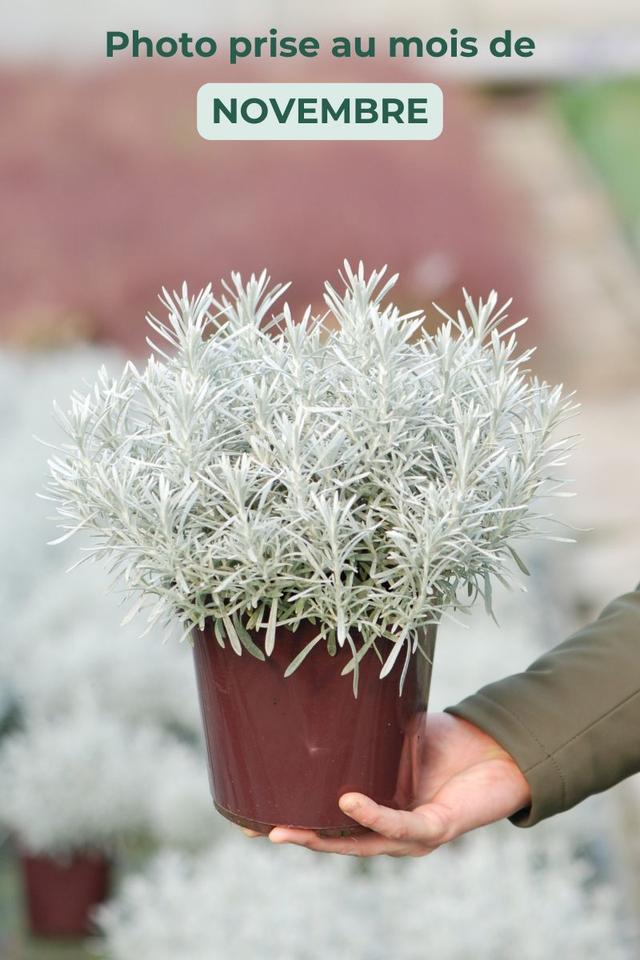 Helichrysum 'Korma' - En pot de 3 litres