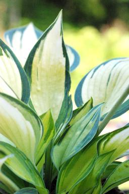 Hosta 'June' - En pot de 3 litres