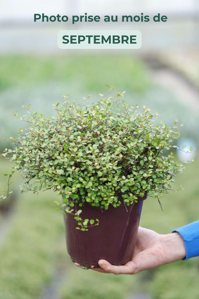 Muehlenbeckia 'Sealand Compact' - En pot de 3 litres