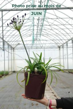 Agapanthe 'Poppin Purple' - En pot de 3 litres