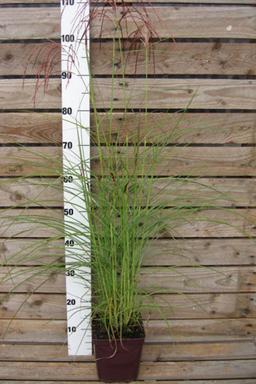 Miscanthus 'Red Cloud' - En pot de 3 litres