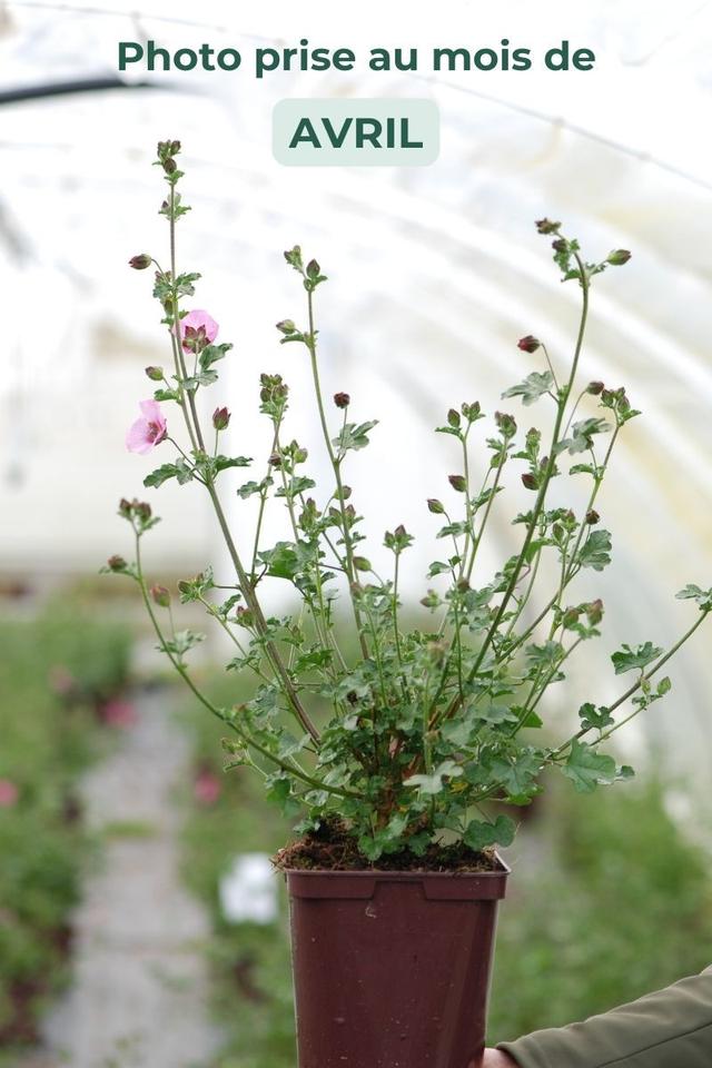 Mauve du Cap 'Coralie Brivingt' - En pot de 3 litres