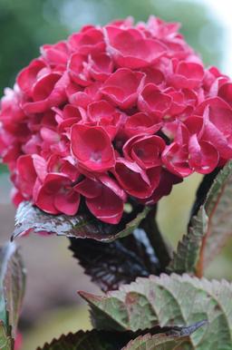 Hortensia 'Merveille Sanguine' - En pot de 3 litres