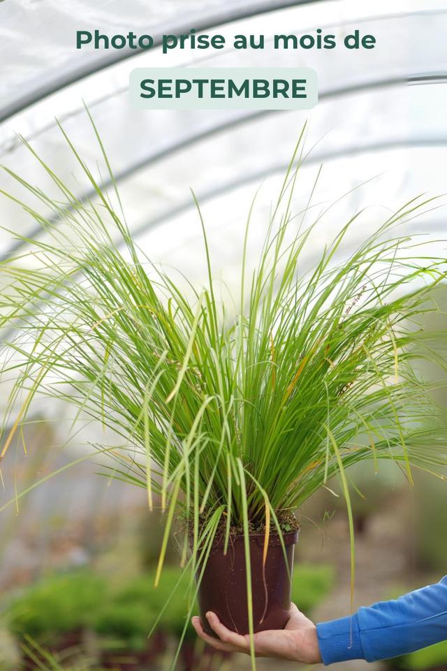 Lomandra 'Tanika ?' - En pot de 3 litres