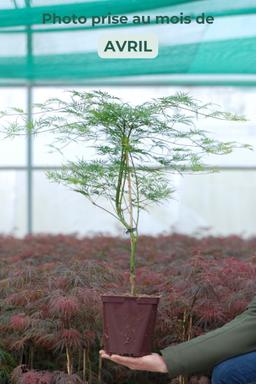 Erable 'Dissectum Emerald Lace' - En pot de 4 litres