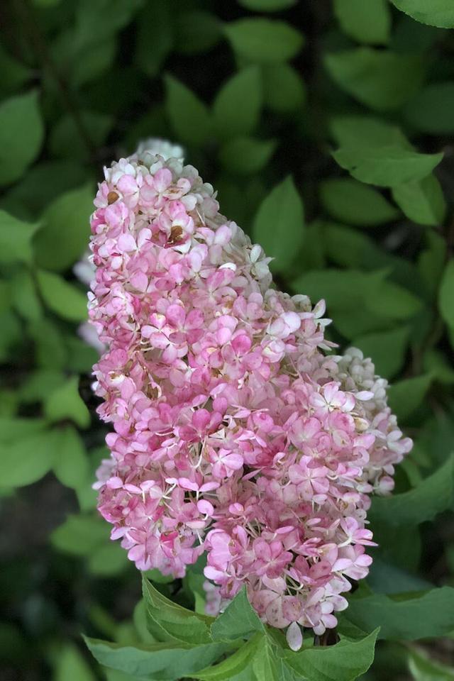 Hortensia 'Vanille Fraise ?' - En pot de 3 litres