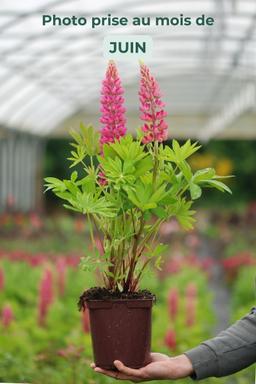 Lupin 'Legendary Red Shades' - En pot de 3 litres