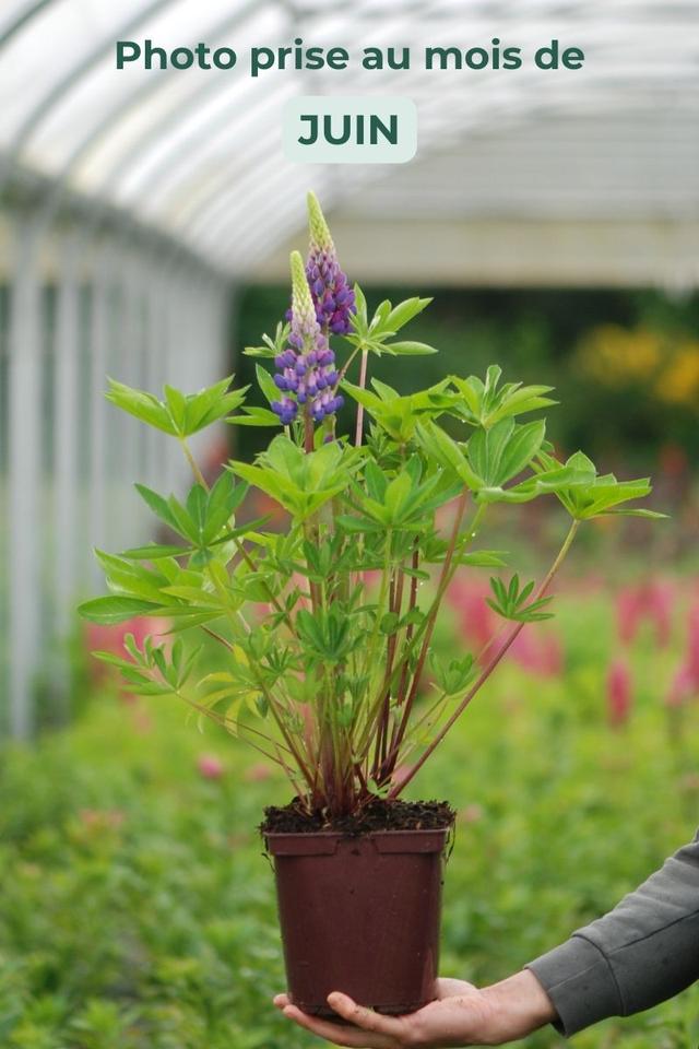 Lupin 'Legendary Blue Shades' - En pot de 3 litres