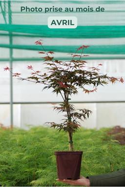 Erable 'Skeeter's Broom' - En pot de 4 litres