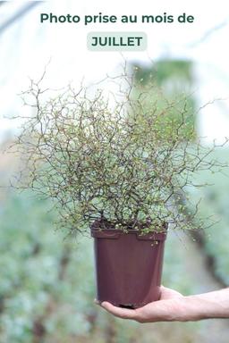 Muehlenbeckia astonii - En pot de 3 litres