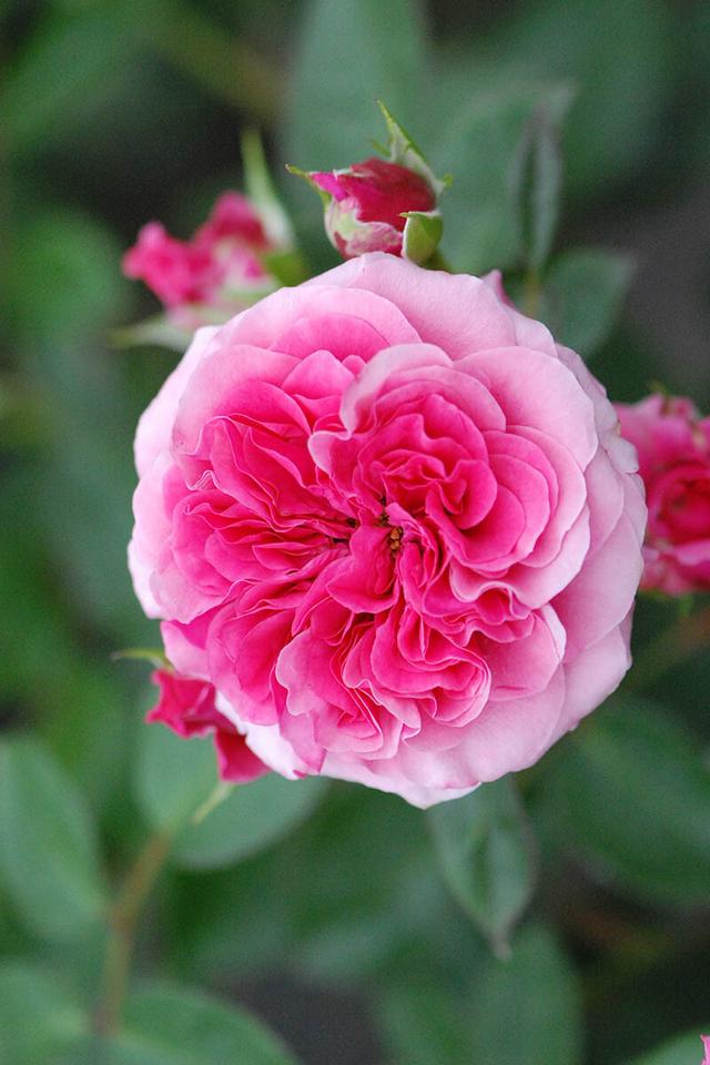 Rosier Décorosiers ? 'Pink Voluptia ?' - En pot de 5 litres