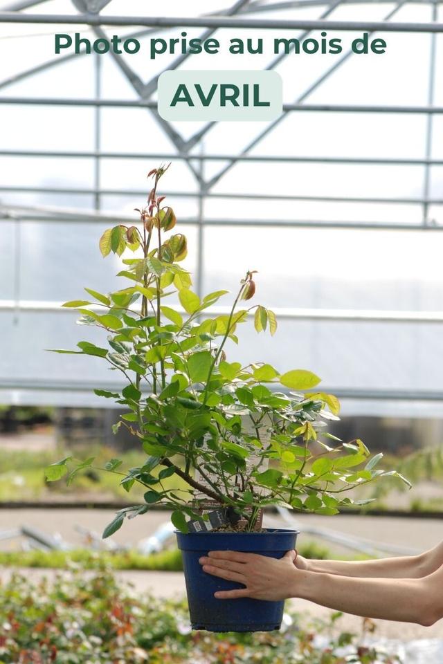 Rosier Décorosiers ? 'Amber Voluptia ?' - En pot de 5 litres