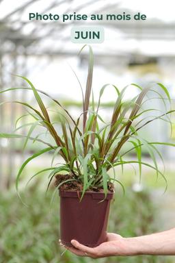 Pennisetum 'Vertigo' - En pot de 3 litres